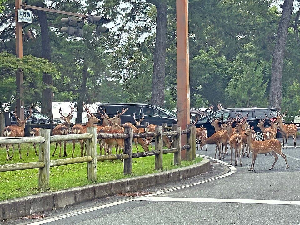 奈良公園