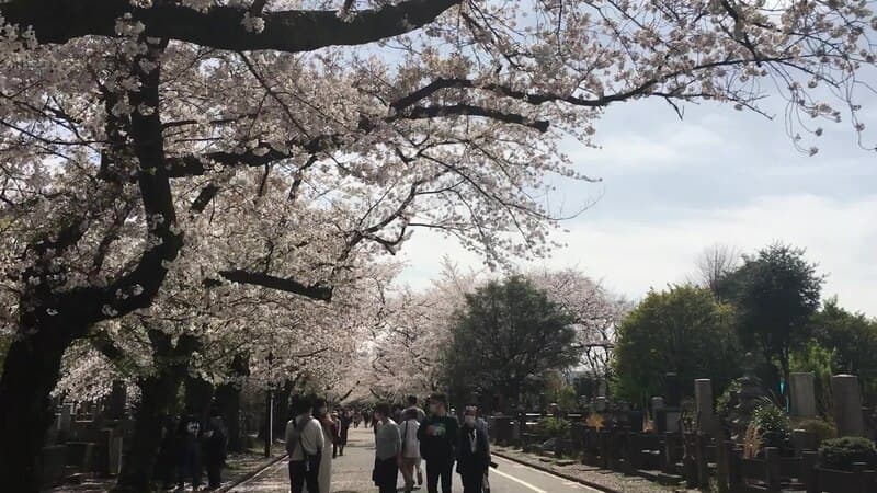 谷中霊園