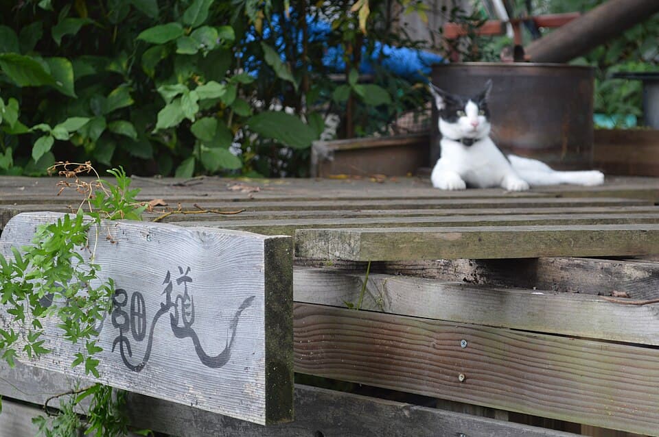 猫の細道