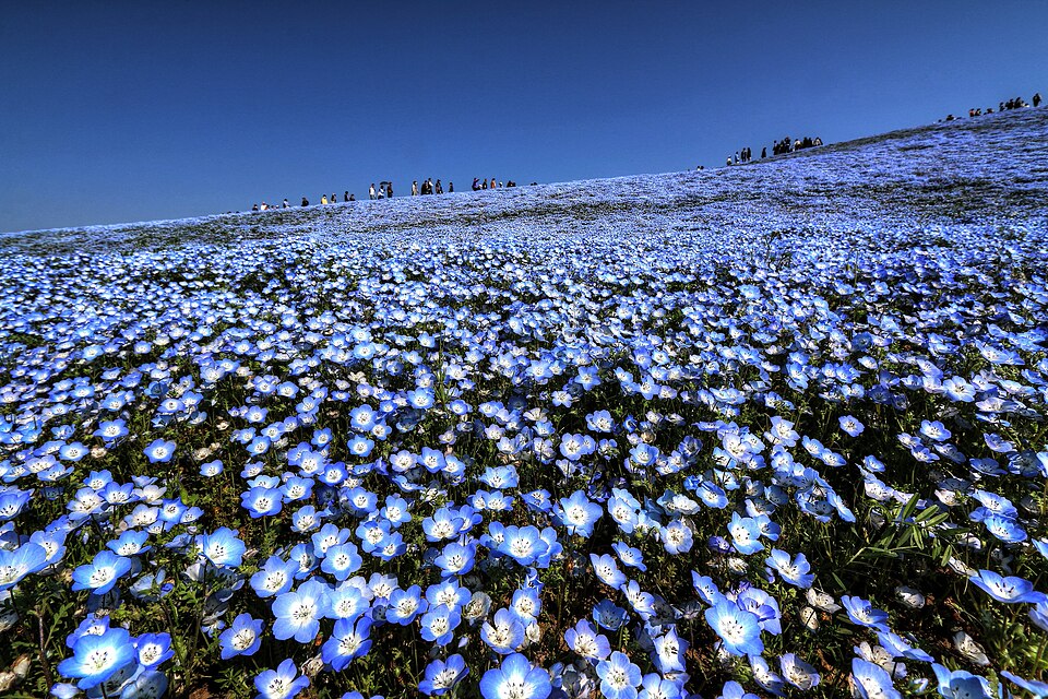 ひたち海浜公園・那珂湊の街歩き