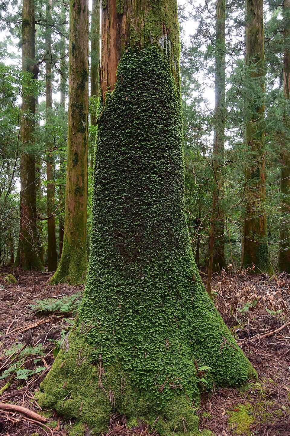 熊野古道・馬越峠の街歩き
