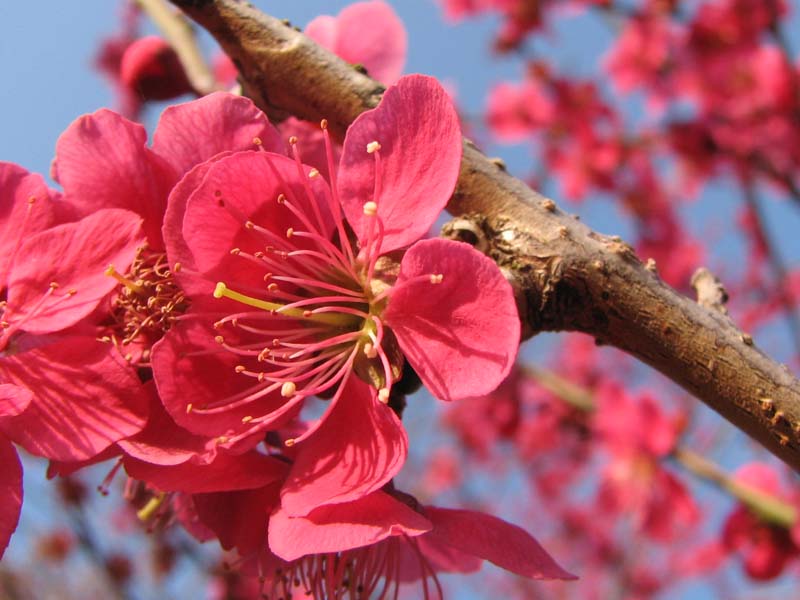 水戸・偕楽園の街歩き