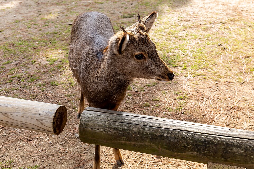 奈良公園・東大寺の街歩き